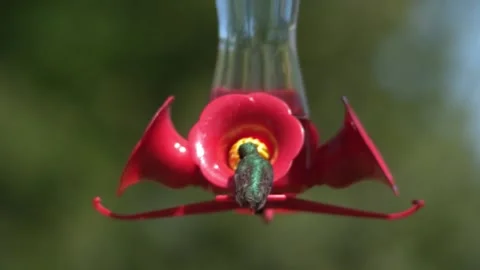 Ruby throated hummingbird leaving feeder in slow motion. 2800fps full HD. 스톡 동영상 132821405