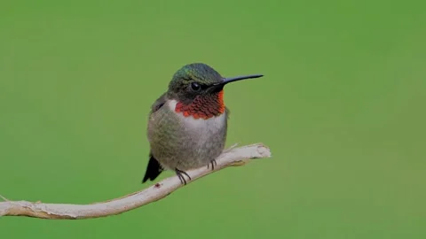 Ruby-throated Hummingbird Male Stock Footage 239870670