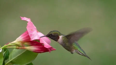 Ruby-throated Hummingbird (Male) Stock Footage 242596243