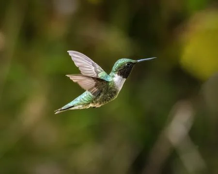 Ruby-throated Hummingbird in Mid-Air Flight Stock Photos