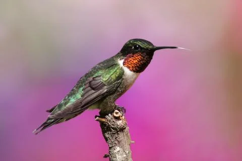 Ruby-throated hummingbird on a perch Stock Photos
