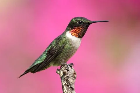 Ruby-throated hummingbird on a perch Stock Photos