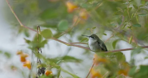 Ruby-Throated Hummingbird on Perch Scratching Its Head With Feet, 4K Stock Footage 160626450