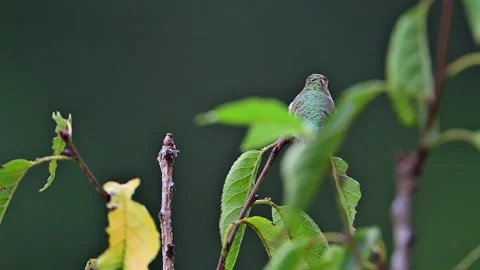 Ruby-throated Hummingbird perched among leaves in small tree Stock Footage 253395530