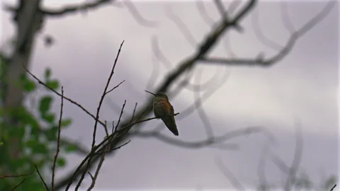 Ruby Throated Hummingbird perched on Aspen tree grove forest branch Lost Lake Stock Footage 316576836