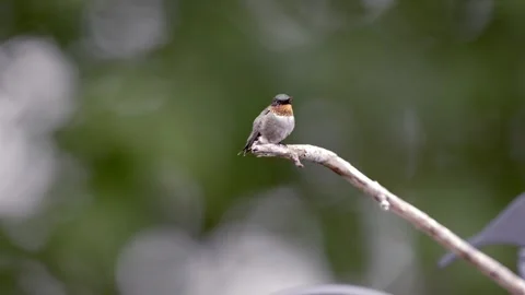 Ruby Throated Hummingbird perched on branch Stock Footage 309243631