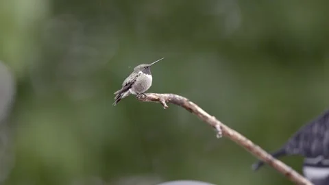 Ruby Throated Hummingbird perched on branch in the rain Stock Footage 309243634