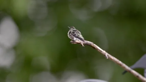 Ruby Throated Hummingbird perched on branch Stock Footage 309243638