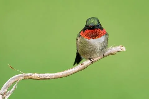 A Ruby-throated Hummingbird Perched on a Branch (Male) Stock Photos