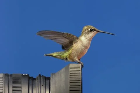 Ruby-throated Hummingbird Perched On A Camera Stock Photos