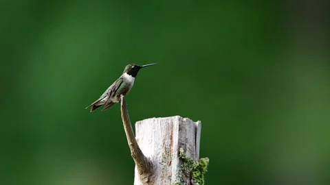 Ruby-throated Hummingbird perched on a Cedar post, slow motion Stock Footage 313526209