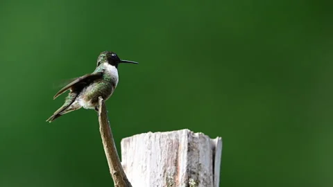 Ruby-throated Hummingbird perched on a Cedar post, slow motion Stock Footage 313526210