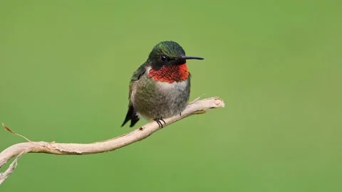 Ruby-throated Hummingbird Perched Stock Footage 239871332