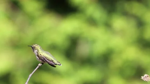 Ruby Throated Hummingbird perched on stick looks around faces camera then fl Stock Footage 205229061