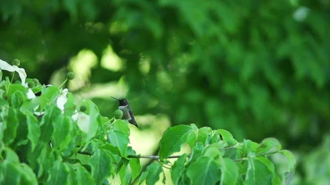 Ruby Throated Hummingbird perched on tree limb (slow motion) Stock Footage 73816358