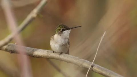 Ruby throated hummingbird perched on a tree branch looking around in nature Stock Footage 325610955