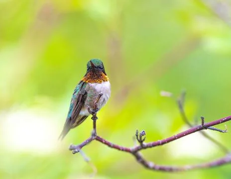 Ruby throated hummingbird perched on a tree Stock Photos