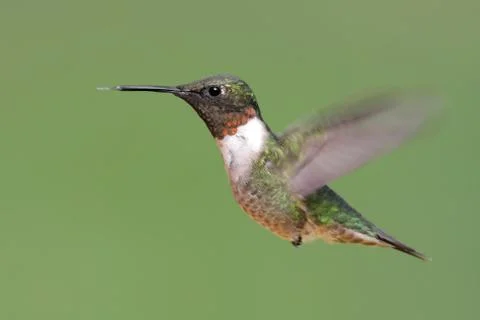 Ruby-throated hummingbird Stock Photos