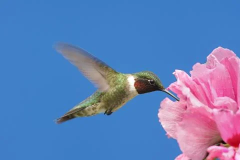 Ruby-throated hummingbird Stock Photos