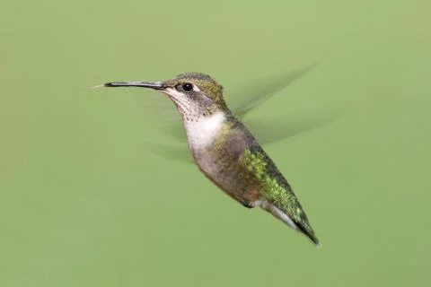 Ruby-throated hummingbird Stock Photos