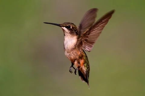 Ruby-throated hummingbird Stock Photos