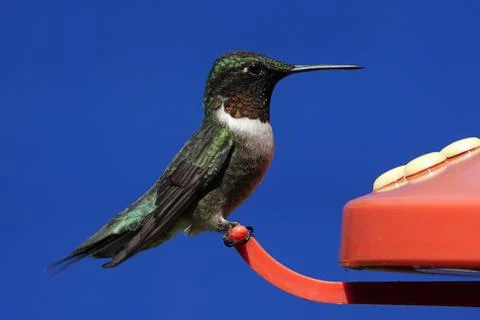 Ruby-throated hummingbird Stock Photos