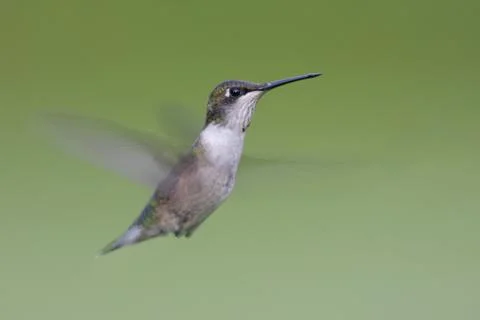 Ruby-throated hummingbird Stock Photos