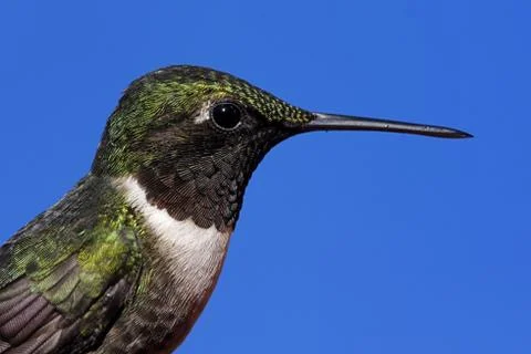 Ruby-throated hummingbird Stock Photos
