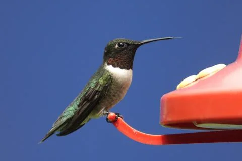 Ruby-throated hummingbird Stock Photos