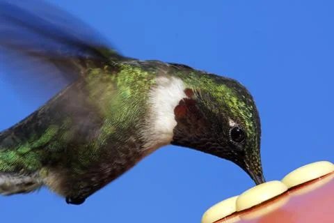 Ruby-throated hummingbird Stock Photos