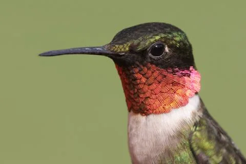 Ruby-throated hummingbird Stock Photos