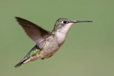 Ruby-throated hummingbird Stock Photos