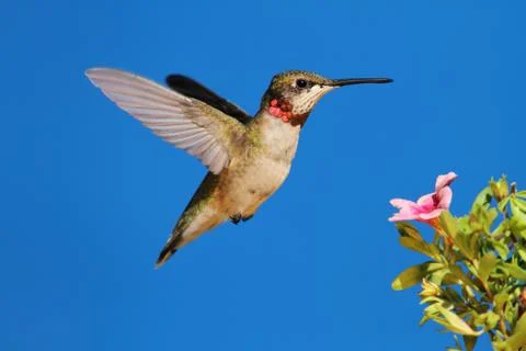 Ruby-throated hummingbird Stock Photos