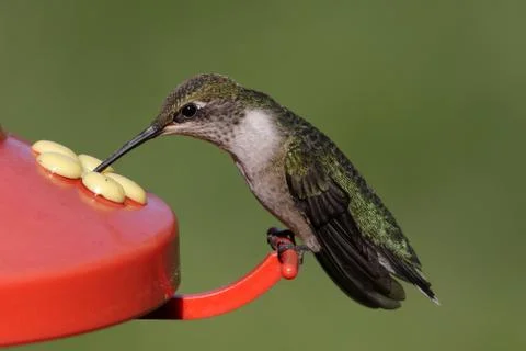 Ruby-throated hummingbird Stock Photos