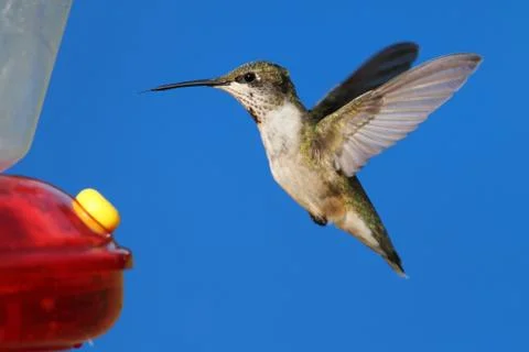 Ruby-throated hummingbird Stock Photos