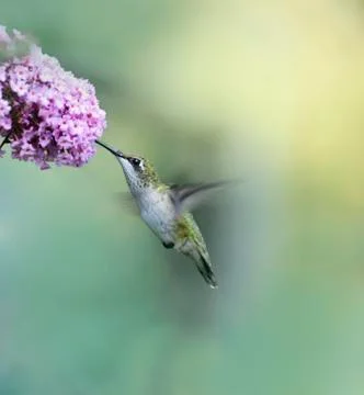 Ruby throated hummingbird Stock Photos