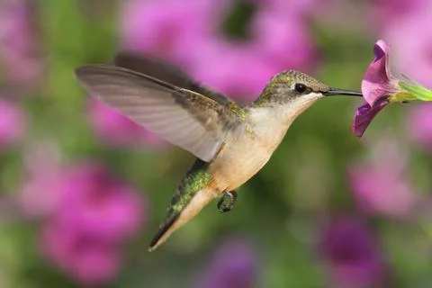 Ruby-throated hummingbird Stock Photos