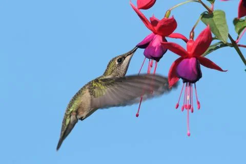 Ruby-throated hummingbird Stock Photos