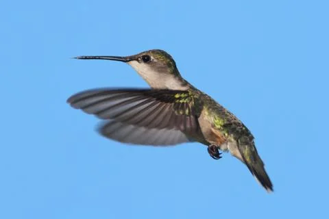 Ruby-throated hummingbird Stock Photos