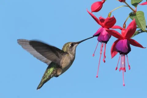 Ruby-throated hummingbird Stock Photos