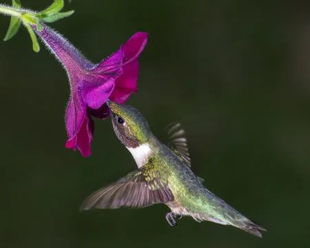 Ruby-throated Hummingbird Stock Photos