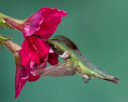 Ruby-throated Hummingbird Stock Photos