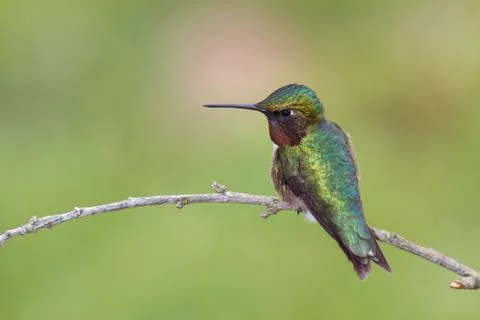 Ruby-throated Hummingbird Stock Photos