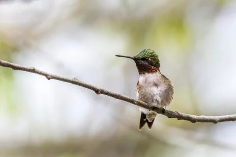 Ruby-throated hummingbird Stock-Fotos