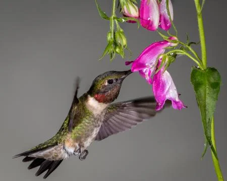 Ruby-throated Hummingbird Stock Photos