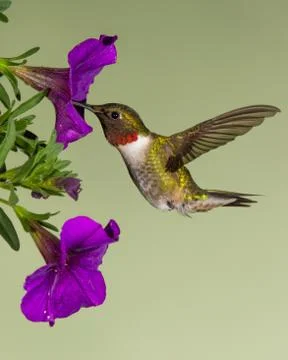 Ruby-Throated Hummingbird Stock Photos