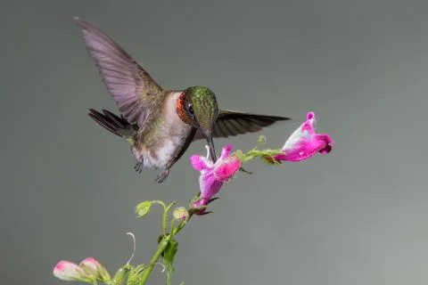 Ruby-throated Hummingbird Stock Photos