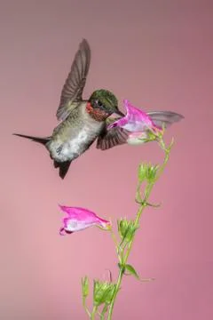 Ruby-throated Hummingbird Stock Photos