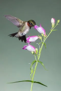 Ruby-throated Hummingbird Stock Photos