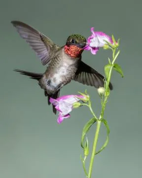 Ruby-throated Hummingbird Stock Photos